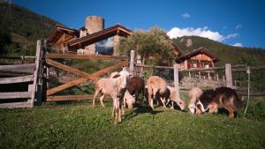 a group of sheep grazing in a field next to a fence at Agriturismo Plan de la Tour B&B in Cogne +39 photos