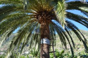 a palm tree with a light on top of it at Apartamentos Los Telares in Hermigua