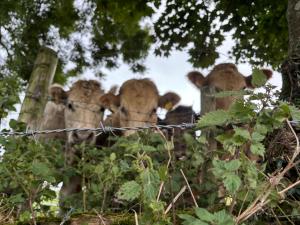 Foto sihtkohas Shillelagh asuva majutusasutuse Sky High Glamping galeriist