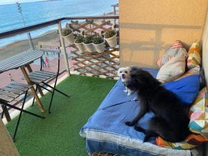 Mar y Playa de Martín, 2B kisállat-vendégei