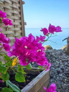 a bunch of pink flowers sitting on a ledge at Villa Ti Kay Paradi - Accès plage direct in Saint-Pierre