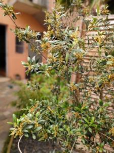 a tree with yellow flowers in front of a building at La Chamade en Beaujolais in Anse