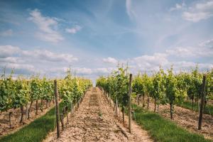 Fotografie z fotogalerie ubytování Weingut Petershof v destinaci Alzey