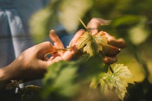 Fotografie z fotogalerie ubytování Weingut Petershof v destinaci Alzey