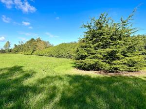 a tree in the middle of a grass field at Poppy Cottage - Cedar Park in Grimsby +6 photos