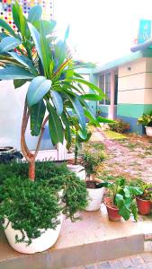 a group of potted plants in front of a building at The Jais Boutique Stay in Varanasi