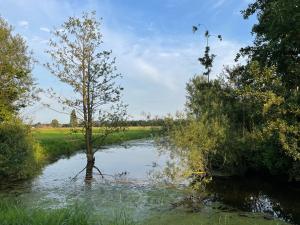 a tree in the middle of a river at Haus Biber - altersgerechtes Ferienhaus am Niederrhein - in Sonsbeck