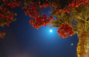 a tree with red flowers and a blue sky at Apartamento Neptuno in Benagil