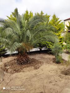 una palmera sentada en medio de un patio en Mardakan Green Village, en Baku 8 fotos más
