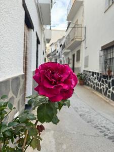 a pink rose sitting on the side of a street at Apartamento rural Julio in Trevélez