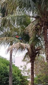 Сад в BauHouse Comfort Suites Asuncion