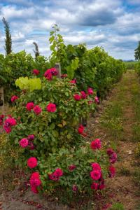 Château Vieux Clos Saint Émilion外面的花园