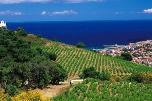 a hill with vineyards and the ocean in the background at Charmant séjour au cœur des vignes de Banyuls in Banyuls-sur-Mer