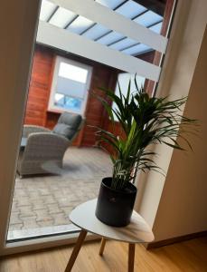 una maceta sentada en una mesa en una habitación en Ferienwohnung Neue Quickbox, en Thale 4 fotos más