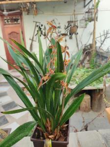 Naktsmītnes Jingxin Yayuan Homestay pilsētā Chang'an fotogalerijas attēls