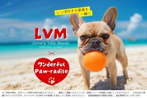 a dog with a ball in its mouth on the beach at Summer Sale! Luxury Villa Maeda - All Inclusive in Meta