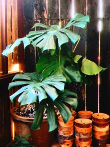 Fotografie z fotogalerie ubytování Hiên Cúc Vàng Homestay v destinaci Da Thanh