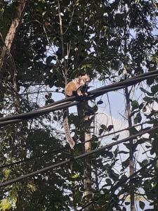 Eine Katze sitzt auf einem Pfahl in einem Baum in der Unterkunft Casa 5 quartos Ilha de Itacuruça RJ in Mangaratiba + 2 Fotos