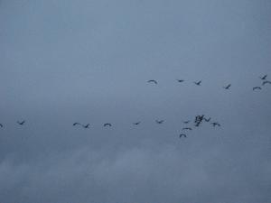 a flock of birds flying in the sky at La Petite Mongesse in Morcenx