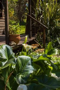 Villa Residencial Laguna BravaにあるLa Casitaの緑の植物が多い庭園