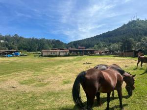 two horses grazing in a field of grass at Camping en granja los nogales in Pátzcuaro