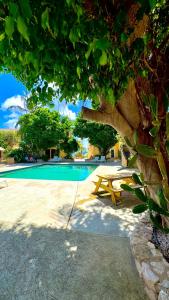un tavolo da picnic sotto un albero accanto alla piscina di Appartement 8 & 9- Lagun blou resort - Curaçao a Lagun