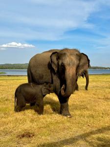 Altri animali domestici presso l'hotel o nei dintorni