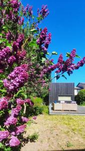 Jardí fora de Tiny Home