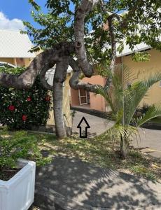 un árbol con un cartel delante de un edificio en Studio 14 proche GRR2 97400, en Saint-Denis 12 fotos más