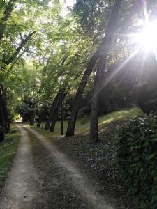 a path in a park with the sun shining through trees at Magnifiques Ecuries juste rénovées - Domaine de la Mulotière in Langeais