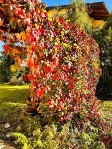 a bush full of flowers in a yard at Apartment Miramare in Neunkirchen