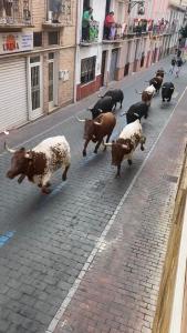 a herd of cows running down a street at Edificio Primavera Viviendas turísticas in Calasparra