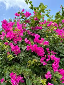 Zahrada ubytování Villa Piscine - Bougainvillier