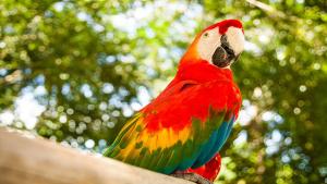 a colorful parrot sitting on top of a branch at Hotel Safari in Iquitos