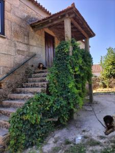 two dogs sitting on the stairs of a building at Casal da Gata in Guarda