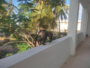 Φωτογραφία από το άλμπουμ του Tajari Diani Beach Condo σε Galu