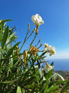 Φωτογραφία από το άλμπουμ του Casa-Albatros σε Ponta do Sol