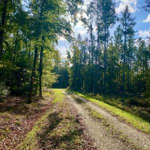 a dirt road in a forest with trees at HOTEL RESTAURACJA WESOŁA in Lisia Góra