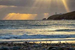 a group of birds on a beach with the ocean at Galley View Ardfield Clonakilty in Clonakilty