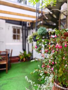a plant with pink flowers in a pot on a patio at The Western in St Ives