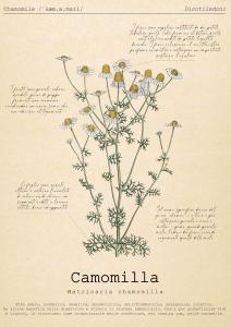 Gambar di galeri bagi Le Floreali - Casa Camomilla di Bolsena