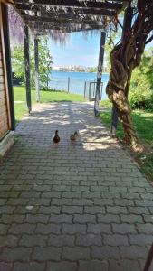 Príroda v okolí dovolenkového domu