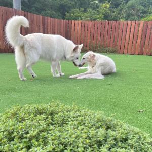 Ospiti di いろどり荘 ドッグラン併設 露天風呂付き con animali domestici