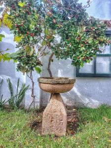 Κήπος έξω από το Villa Chie-Plaza Mayor +16 φωτογραφίες