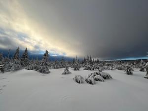 a snow covered forest with trees in the snow at Izerína Cottage in Horní Maxov