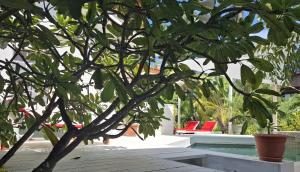 Amanda's Place Yellow Studio - Pool and Tropical garden外面的花园