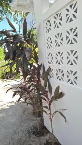 Amanda's Place Yellow Studio - Pool and Tropical garden外面的花园