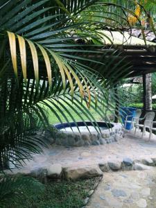 a palm tree in a yard with two chairs at Albergue de Montaña Talari in San Isidro
