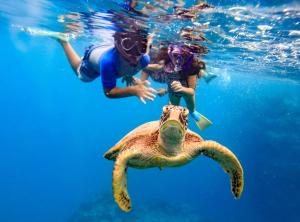 ラロトンガ島にあるThe Rarotongan Beach Resort & Lagoonariumの二人と海亀