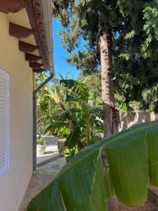 a large green leaf next to a tree at Bonaire Beach House in Alcudia